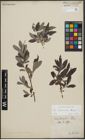 Foto von Salix appendiculata Vill. x Salix eleagnos Scop.